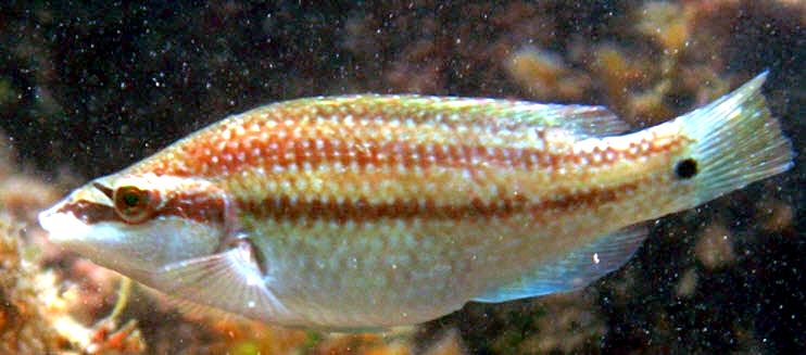 Symphodus tinca_00009
